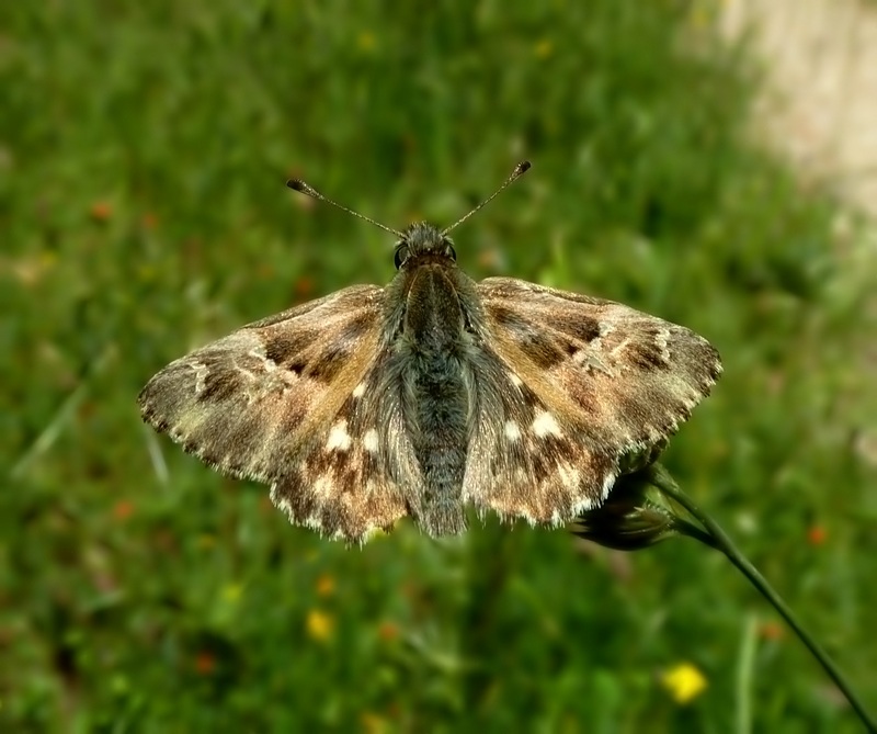 Da id   Carcharodus lavatherae  ????